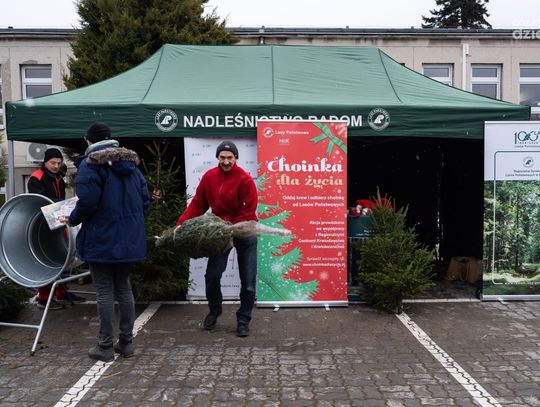 "Choinka dla życia" - oddaj krew, otrzymaj choinkę (zdjęcia)