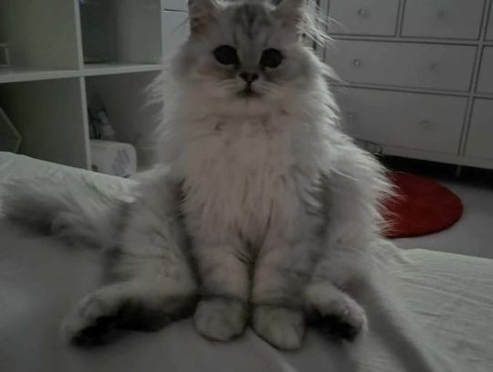 Wasze koty [ZDJĘCIA]