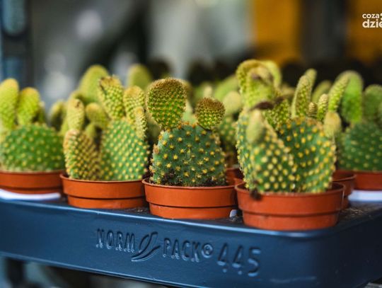 Weekend w obiektywie