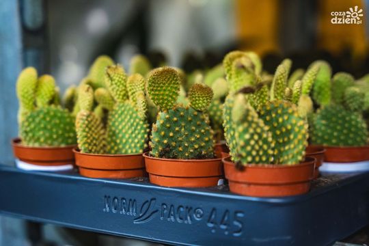 Weekend w obiektywie