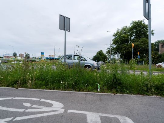 Wysokie trawy na skrzyżowaniach (zdjęcia)