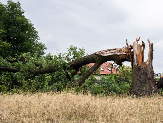 Kilkusetletni Dąb przy ul. Podleśnej połamany (zdjęcia)