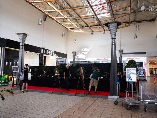 Radomska Wystawa Bonsai (zdjęcia) Radomska Wystawa Bonsai (zdjęcia)