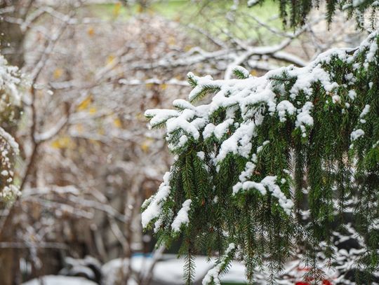 Zimowa aura w Radomiu (zdjęcia)