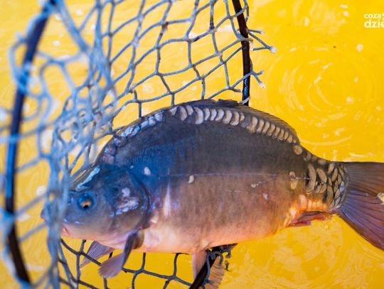 Weekend w obiektywie