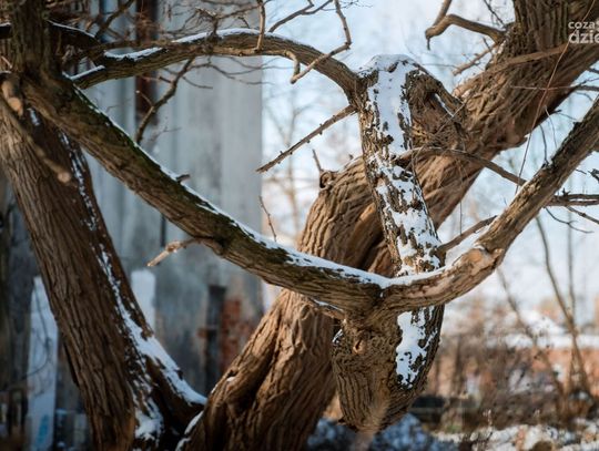 Zimowy spacer w słoneczne południe (zdjęcia)