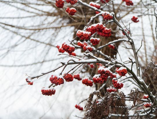Zimowa aura w Radomiu (zdjęcia)