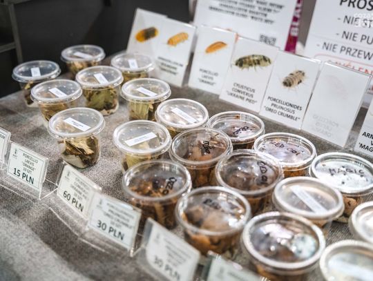 Targi Terrarystyczne w Radomiu (zdjęcia)