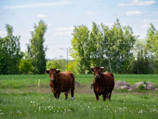 Co Za Jazda Szydłowiec - fotomapa (zdjęcia)