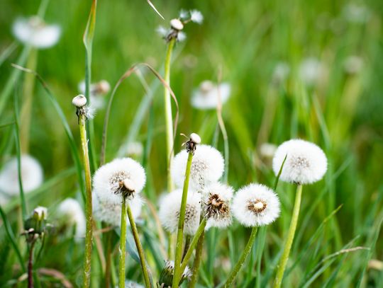 Co Za Jazda Szydłowiec - fotomapa (zdjęcia)