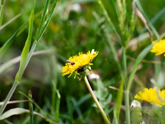 Co Za Jazda Szydłowiec - fotomapa (zdjęcia)