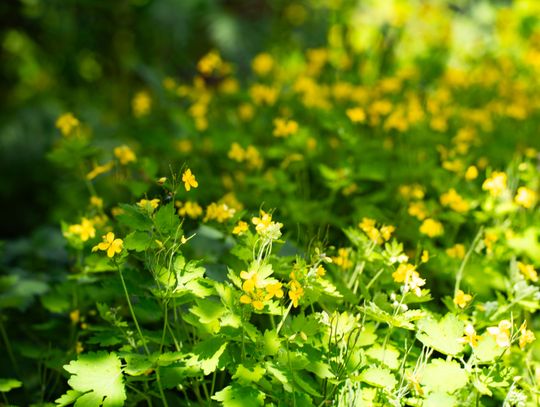 Co Za Jazda Szydłowiec - fotomapa (zdjęcia)