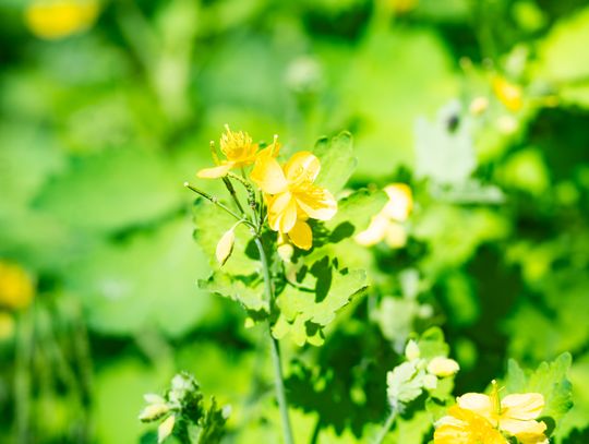 Co Za Jazda Szydłowiec - fotomapa (zdjęcia)