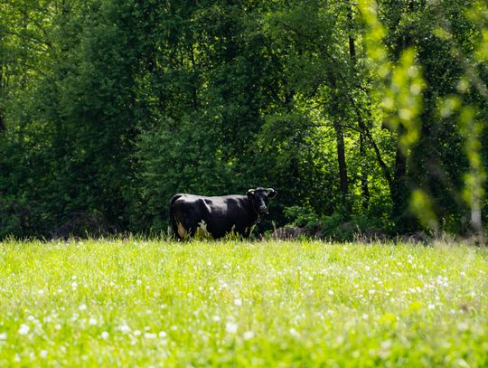 Co Za Jazda Szydłowiec - fotomapa (zdjęcia)