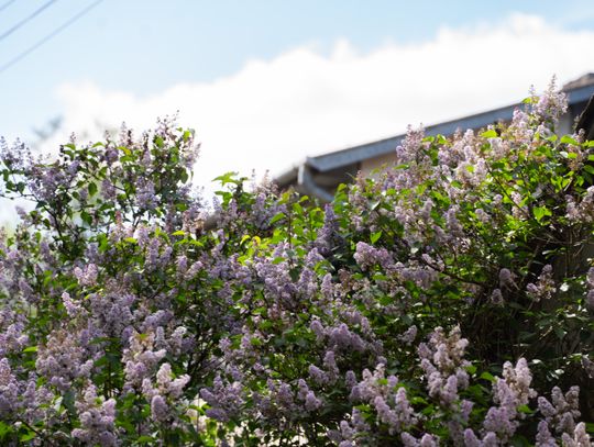 Co Za Jazda Szydłowiec - fotomapa (zdjęcia)