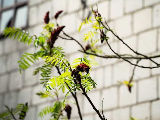 Co Za Jazda Szydłowiec - fotomapa (zdjęcia)