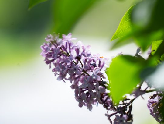 Co Za Jazda Szydłowiec - fotomapa (zdjęcia)