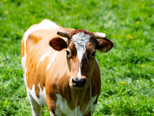 Co Za Jazda Szydłowiec - fotomapa (zdjęcia)