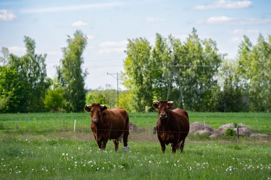 Co Za Jazda Szydłowiec - fotomapa (zdjęcia)