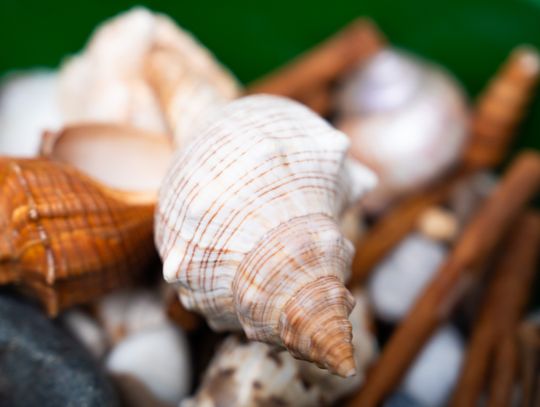 Noc muzeów - Centrum Rzeźby Polskiej w Orońsku (zdjęcia)