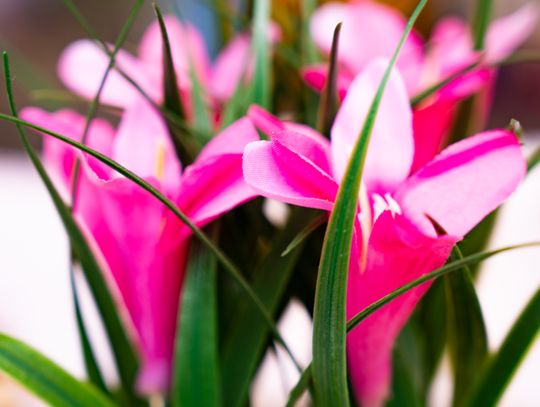 Festyn rodzinny w PSP nr 27 (zdjęcia)