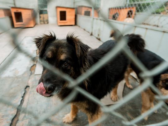 Schronisku dla Bezdomnych Zwierząt - konferencja (zdjęcia)