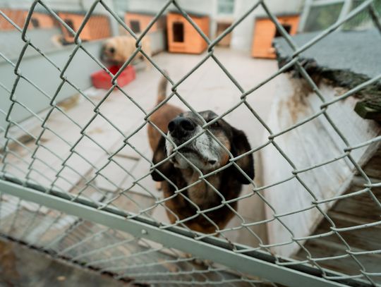 Schronisku dla Bezdomnych Zwierząt - konferencja (zdjęcia)