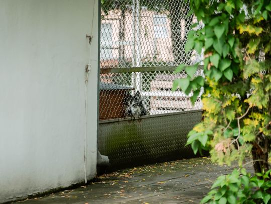 Schronisku dla Bezdomnych Zwierząt - konferencja (zdjęcia)