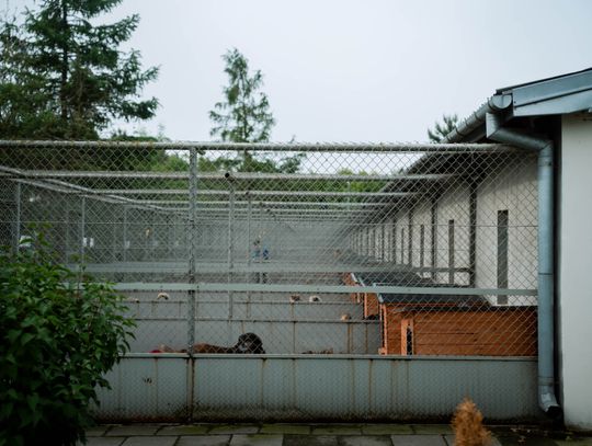 Schronisku dla Bezdomnych Zwierząt - konferencja (zdjęcia)