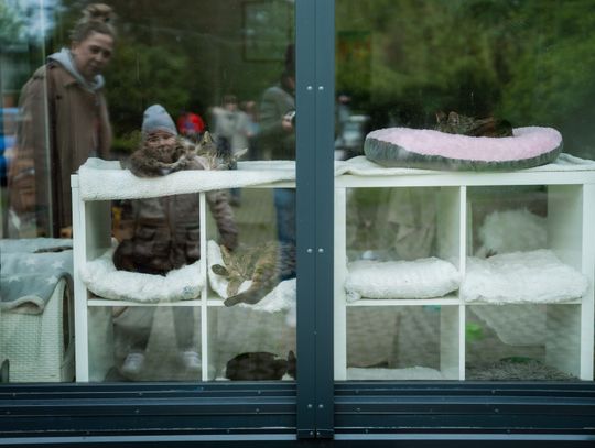 Schronisku dla Bezdomnych Zwierząt - konferencja (zdjęcia)