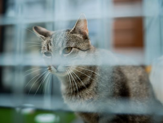 Schronisku dla Bezdomnych Zwierząt - konferencja (zdjęcia)