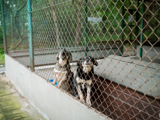 Schronisku dla Bezdomnych Zwierząt - konferencja (zdjęcia)