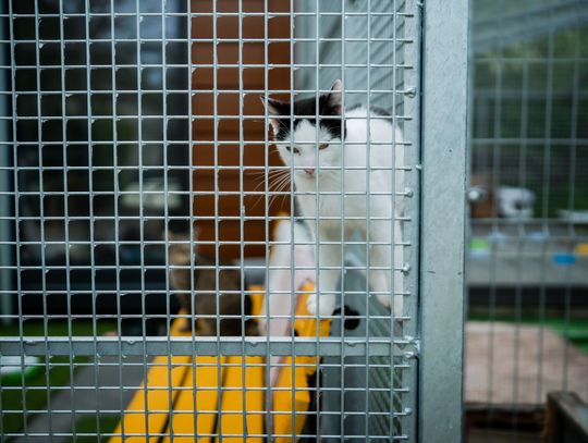 Schronisku dla Bezdomnych Zwierząt - konferencja (zdjęcia)