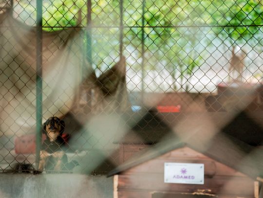 Schronisku dla Bezdomnych Zwierząt - konferencja (zdjęcia)