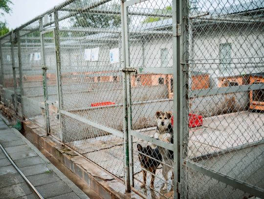 Schronisku dla Bezdomnych Zwierząt - konferencja (zdjęcia)