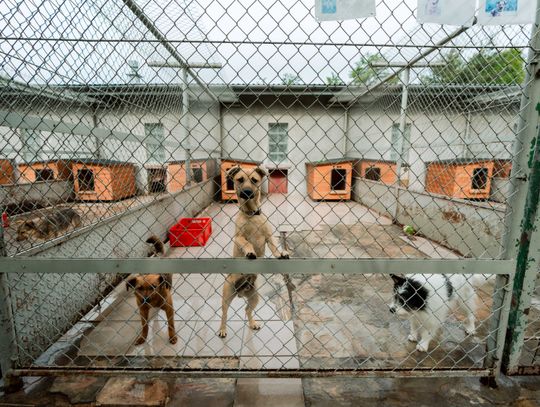 Schronisku dla Bezdomnych Zwierząt - konferencja (zdjęcia)