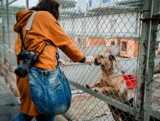 Schronisku dla Bezdomnych Zwierząt - konferencja (zdjęcia)