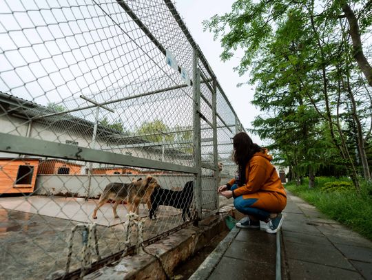 Schronisku dla Bezdomnych Zwierząt - konferencja (zdjęcia)