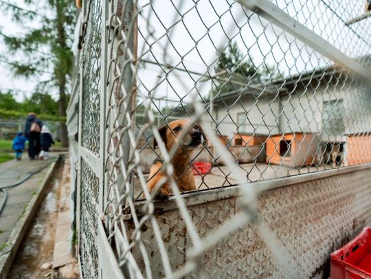Schronisku dla Bezdomnych Zwierząt - konferencja (zdjęcia)