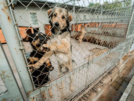 Schronisku dla Bezdomnych Zwierząt - konferencja (zdjęcia)