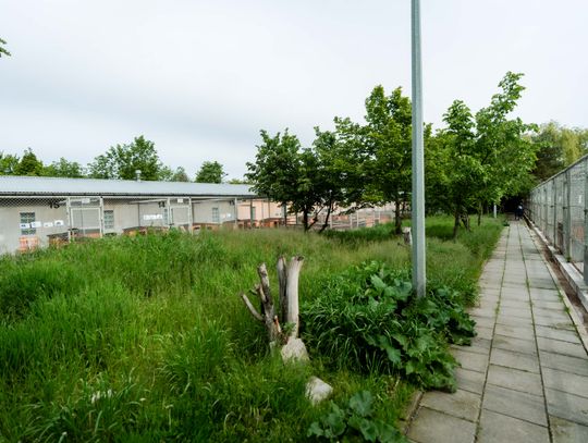 Schronisku dla Bezdomnych Zwierząt - konferencja (zdjęcia)