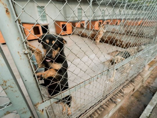 Schronisku dla Bezdomnych Zwierząt - konferencja (zdjęcia)
