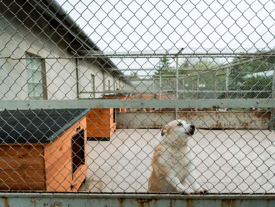 Schronisku dla Bezdomnych Zwierząt - konferencja (zdjęcia)