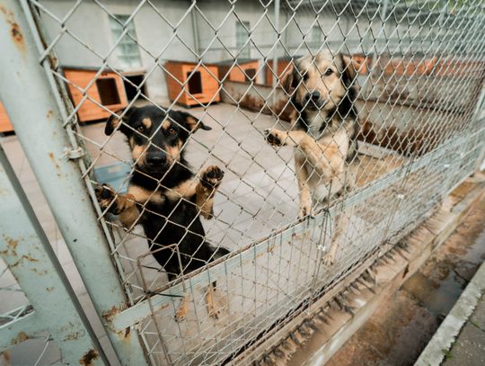 Schronisku dla Bezdomnych Zwierząt - konferencja (zdjęcia)