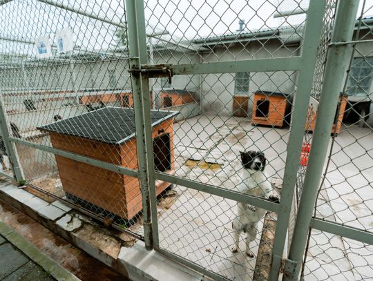 Schronisku dla Bezdomnych Zwierząt - konferencja (zdjęcia)