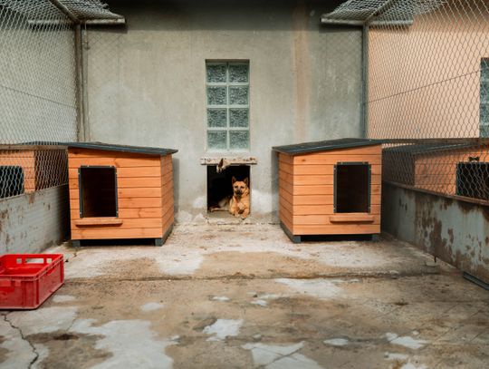 Schronisku dla Bezdomnych Zwierząt - konferencja (zdjęcia)