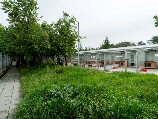 Schronisku dla Bezdomnych Zwierząt - konferencja (zdjęcia)