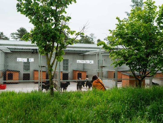 Schronisku dla Bezdomnych Zwierząt - konferencja (zdjęcia)