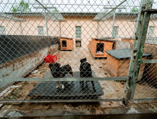 Schronisku dla Bezdomnych Zwierząt - konferencja (zdjęcia)