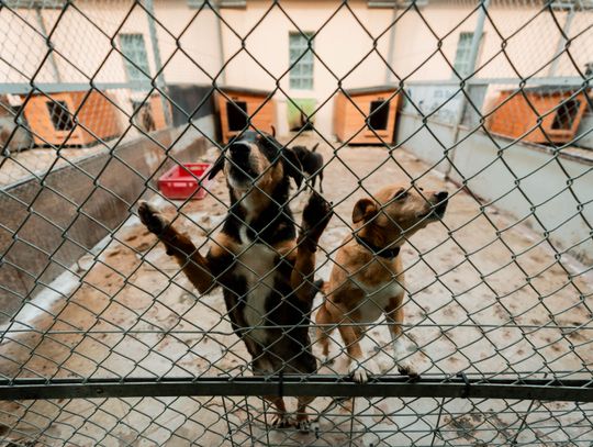 Schronisku dla Bezdomnych Zwierząt - konferencja (zdjęcia)